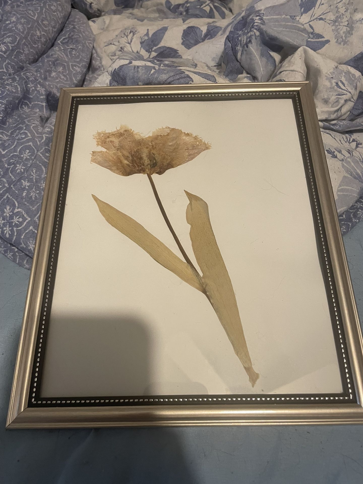 Pressed Tulip In Frame