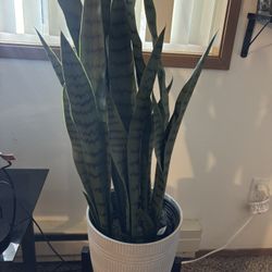 Artificial Snake Plant And Pot