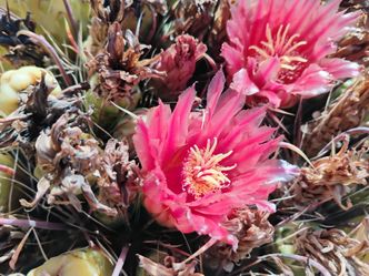 Fishhook Barrel Cactus 33 tall and 72 around you dig you haul $300