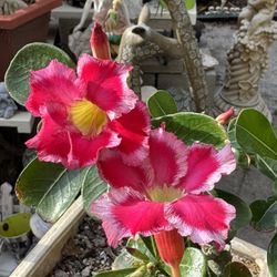 Desert Rose
