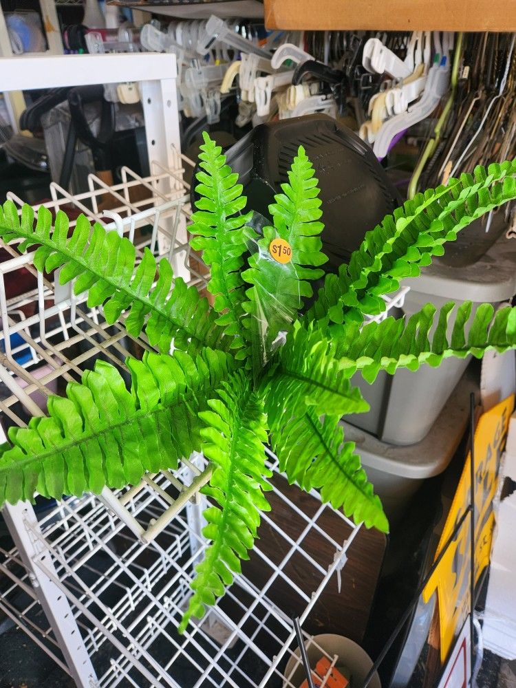 Fake Fern 