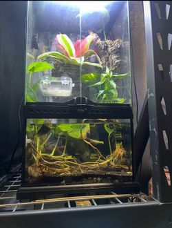 Exo Terra paludarium red eye tree frog enclosure