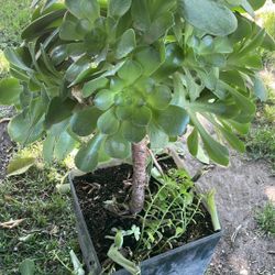 Suculenta, tiene muchos bebés para trasplantar