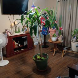 Corn Plant