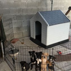 Dog House