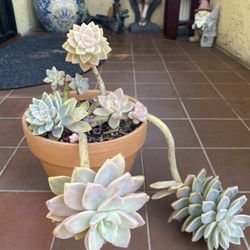 Ghostie Succulent 