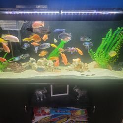 110 Gallons Fish Tank Forsale