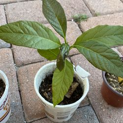 Avocado seedlings