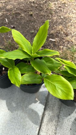Cardamom Plants