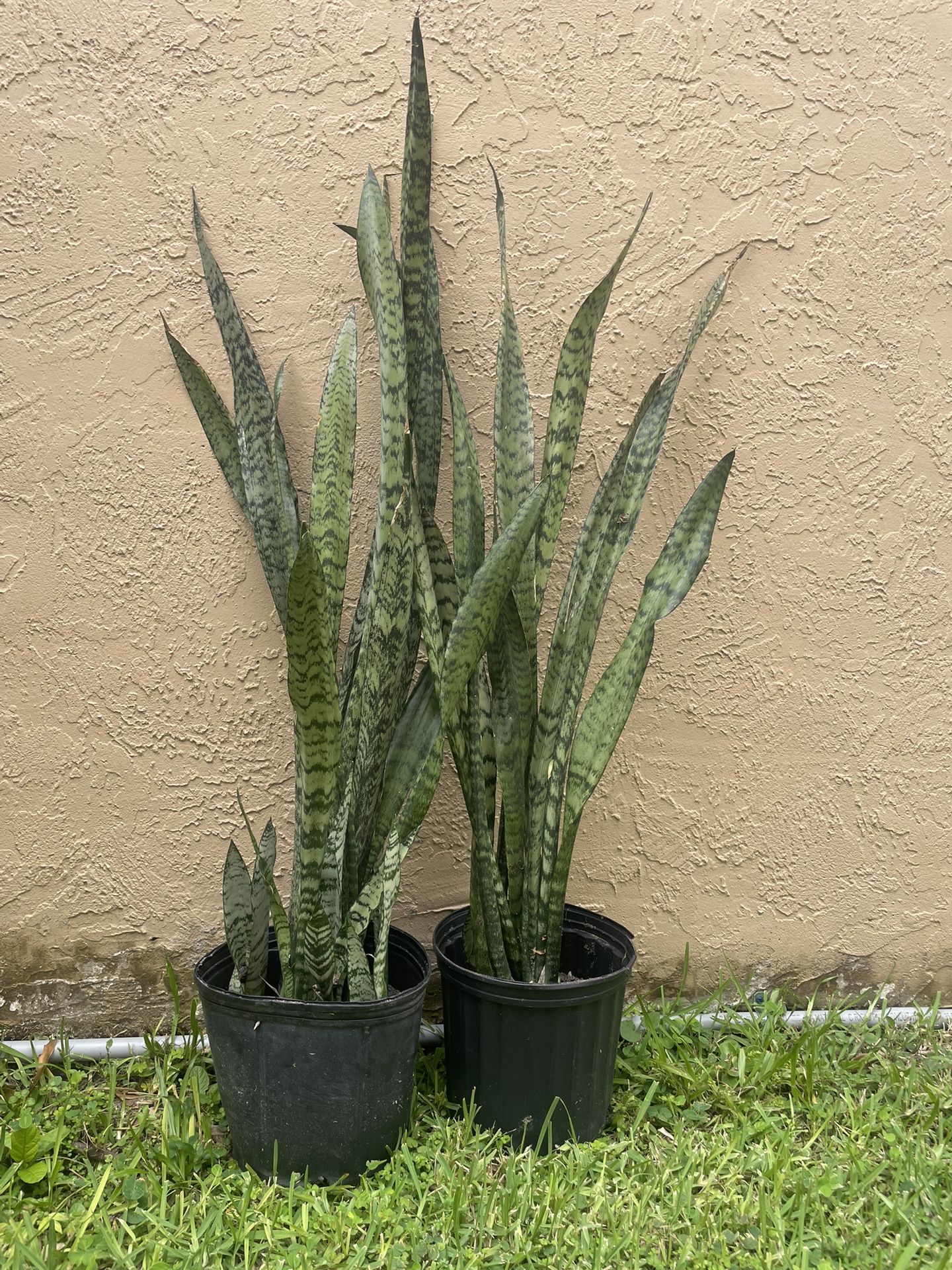 Snack Plants 3 Feet (2)