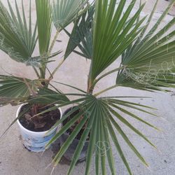 Washington Palms 15.00 DLLS