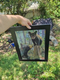 Bear picture