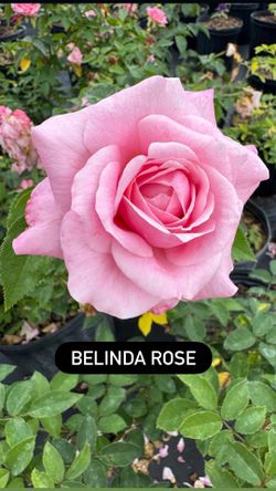 🌹 Belinda Rose