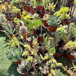 Variety Of Succulents Plants 