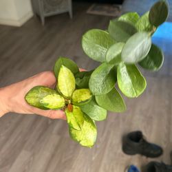 Hoya Australis Lisa 