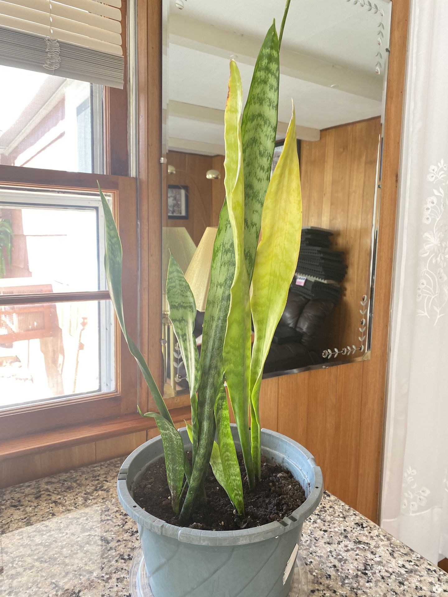 Plant Snake For Home