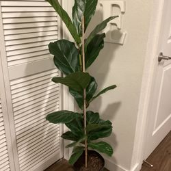 Fiddle Leaf