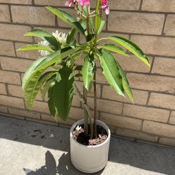 Plumeria