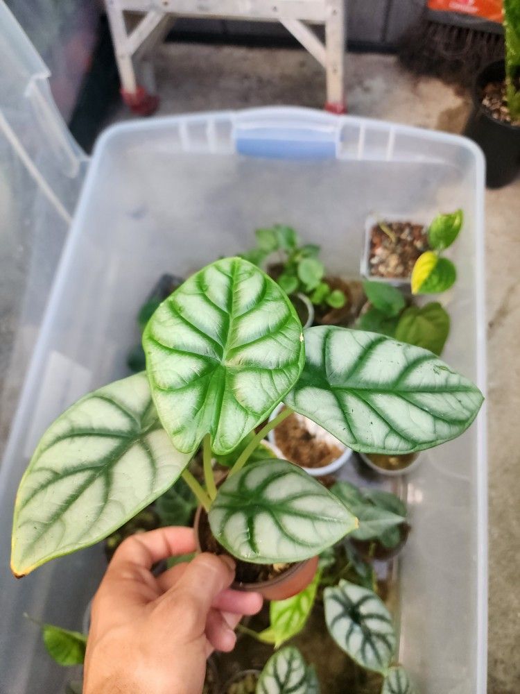 Alocasia Silver Dragon 
