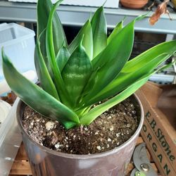Small Snake Plant $8