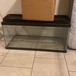 Fish Tank 