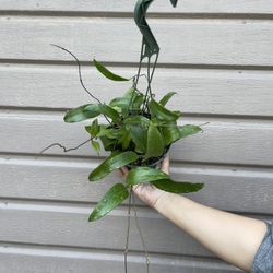 6” hoya rigida 