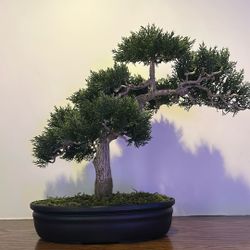 Cedar Bonsai 16" Silk Plant"