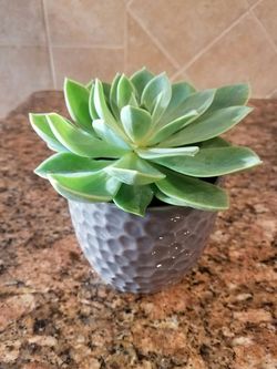 Succulents