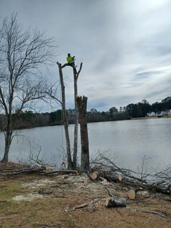 Trees 🌳 Cut And Remove 