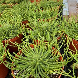 Medusa Plants In 8” Pots $10 Each 