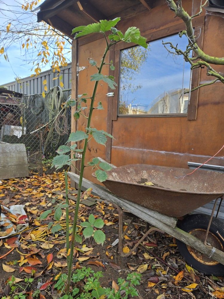 Torneless BlackBerry