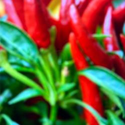 Thai Chili Plant