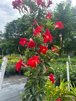 Dipladenia 7 Gallons