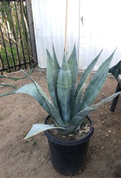 Blue agave cactus
