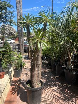 Madagascar palm