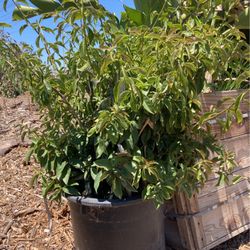 Plants