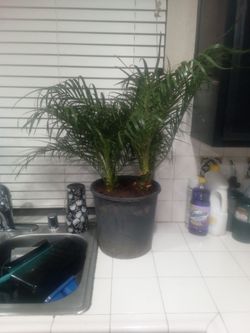 Palm Trees $20 for Bigger tree & $15 for the smaller tree