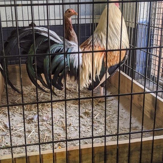 Gallo