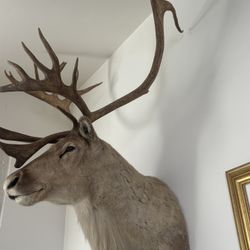 caribou shoulder mount