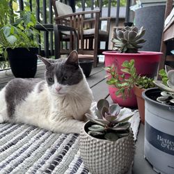 Succulents For Sale As A set Or By Pot. 