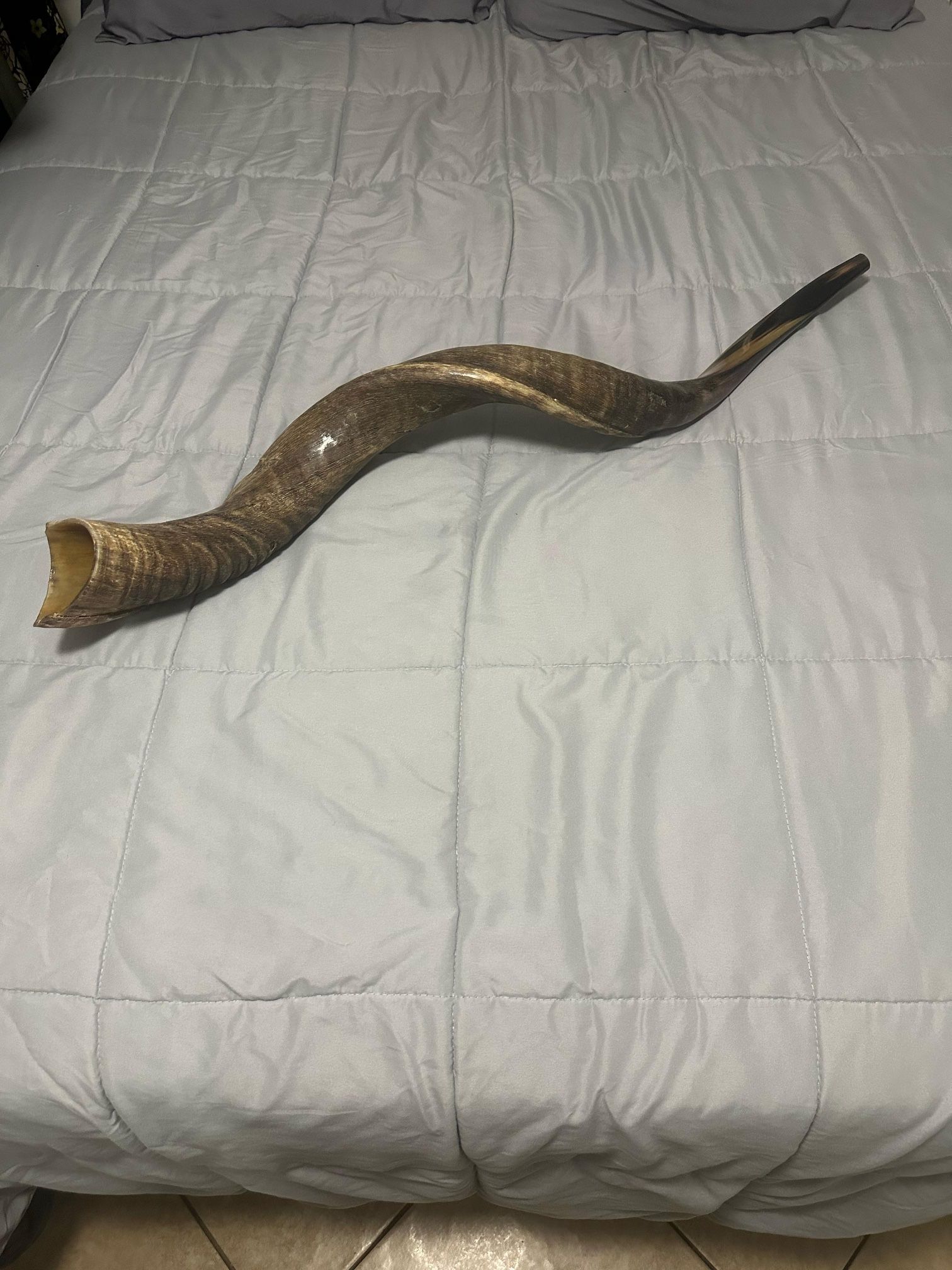 Shofar 46”