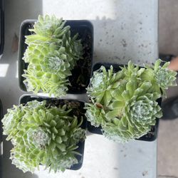 Sempervivum Cobweb Hens and Chicks