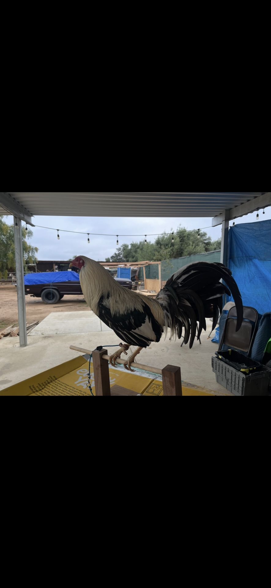 clement grey gamefowl sculpture