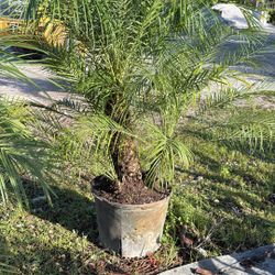 Rubeline Palm - 15gl