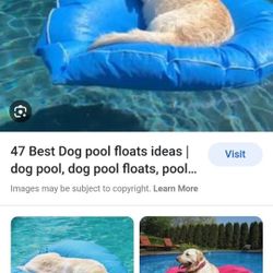 Dog Pool Float