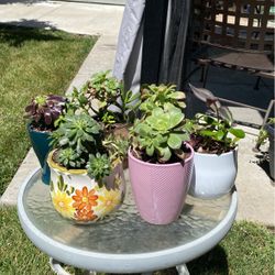 Beautiful Succulents 