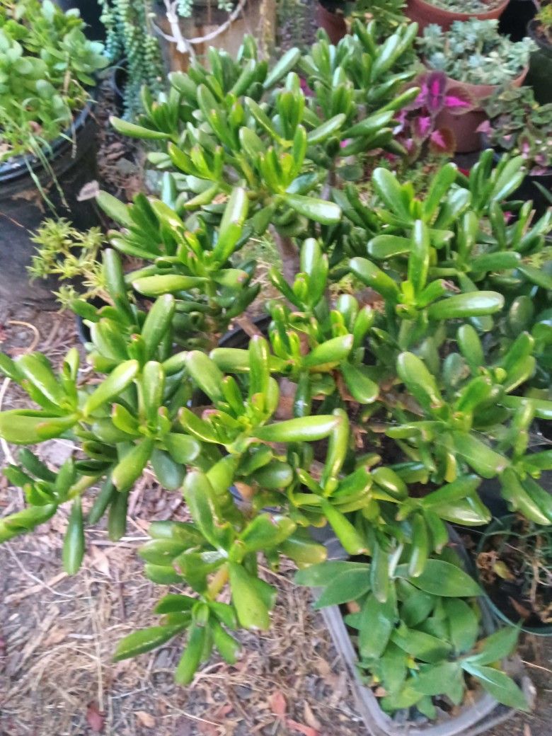 Jade Succulent Plant