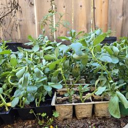 Fava Beans (Vicia faba), $5 Per 6 pack. 