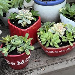 Valentine Succulent Planters 