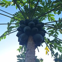Kamiya Papaya Seeds 
